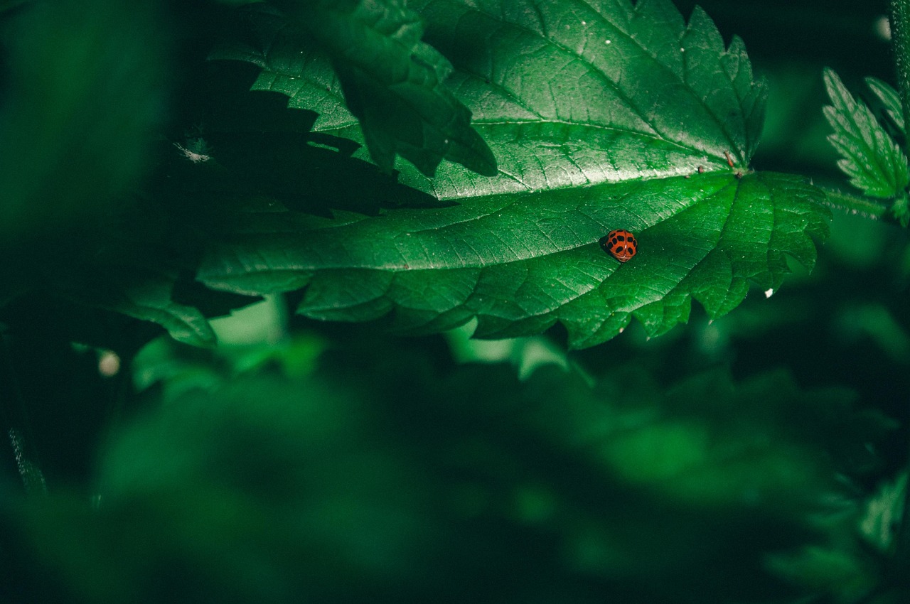 Ein Marienkaefer auf einem Blatt im Wald